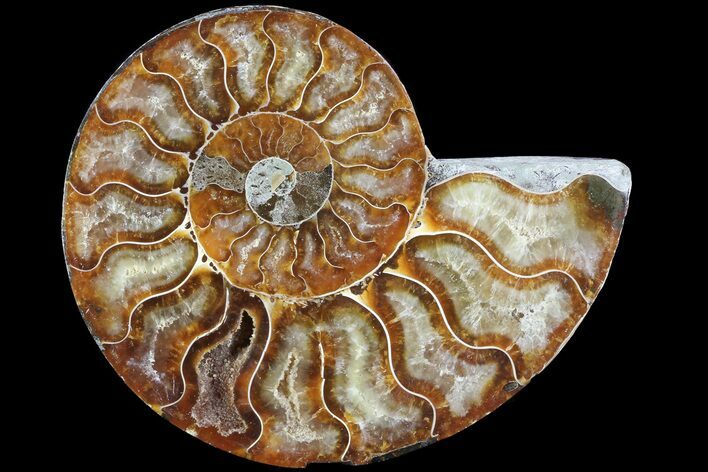 Agatized Ammonite Fossil (Half) - Madagascar #83843